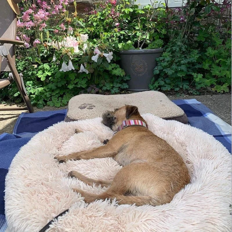 Calming Donut Dog Bed with Plush Raised Rim and Round Nest Design - Image 8