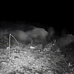 Cell Trail Camera with Night Vision and Waterproof Camouflage Design - Image 4