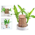 Indoor Plant with Air Purifying Brazilian Wood and Low Light Growth for Home - Image 1