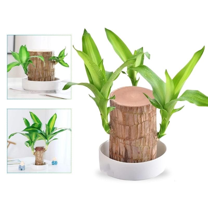 Indoor Plant with Air Purifying Brazilian Wood and Low Light Growth for Home - Image 1