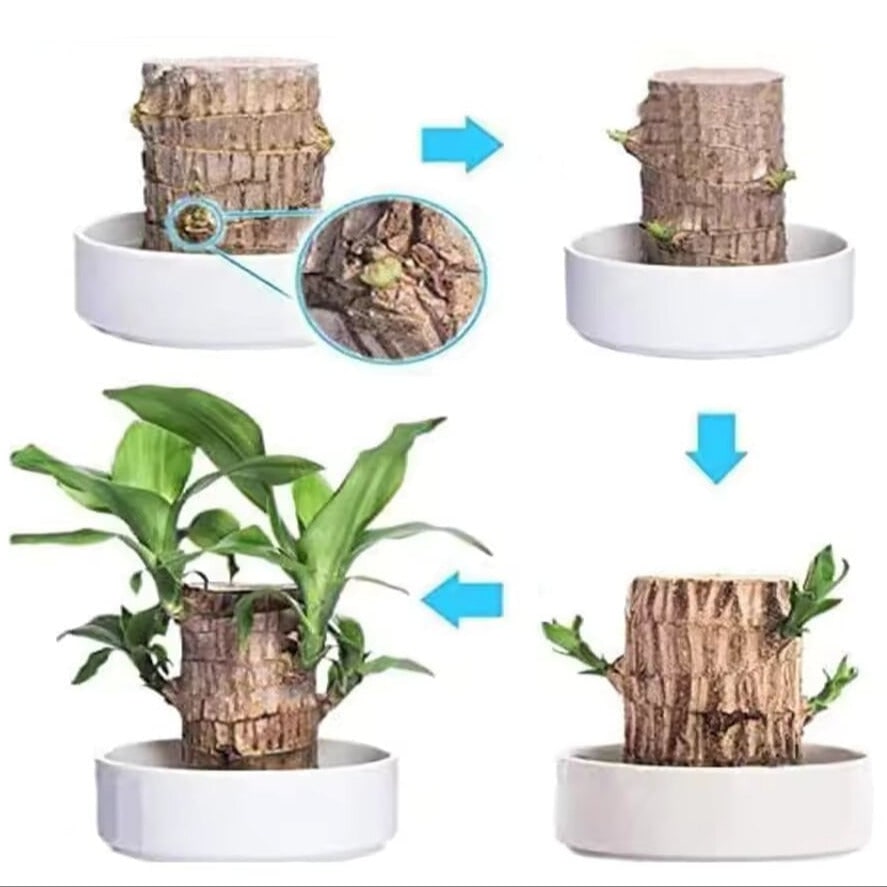 Indoor Plant with Air Purifying Brazilian Wood and Low Light Growth for Home - Image 4