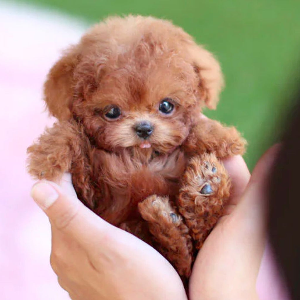 Realistic Dog Plush Puppy Toy with Walking Movements and Interactive Sounds - Image 1