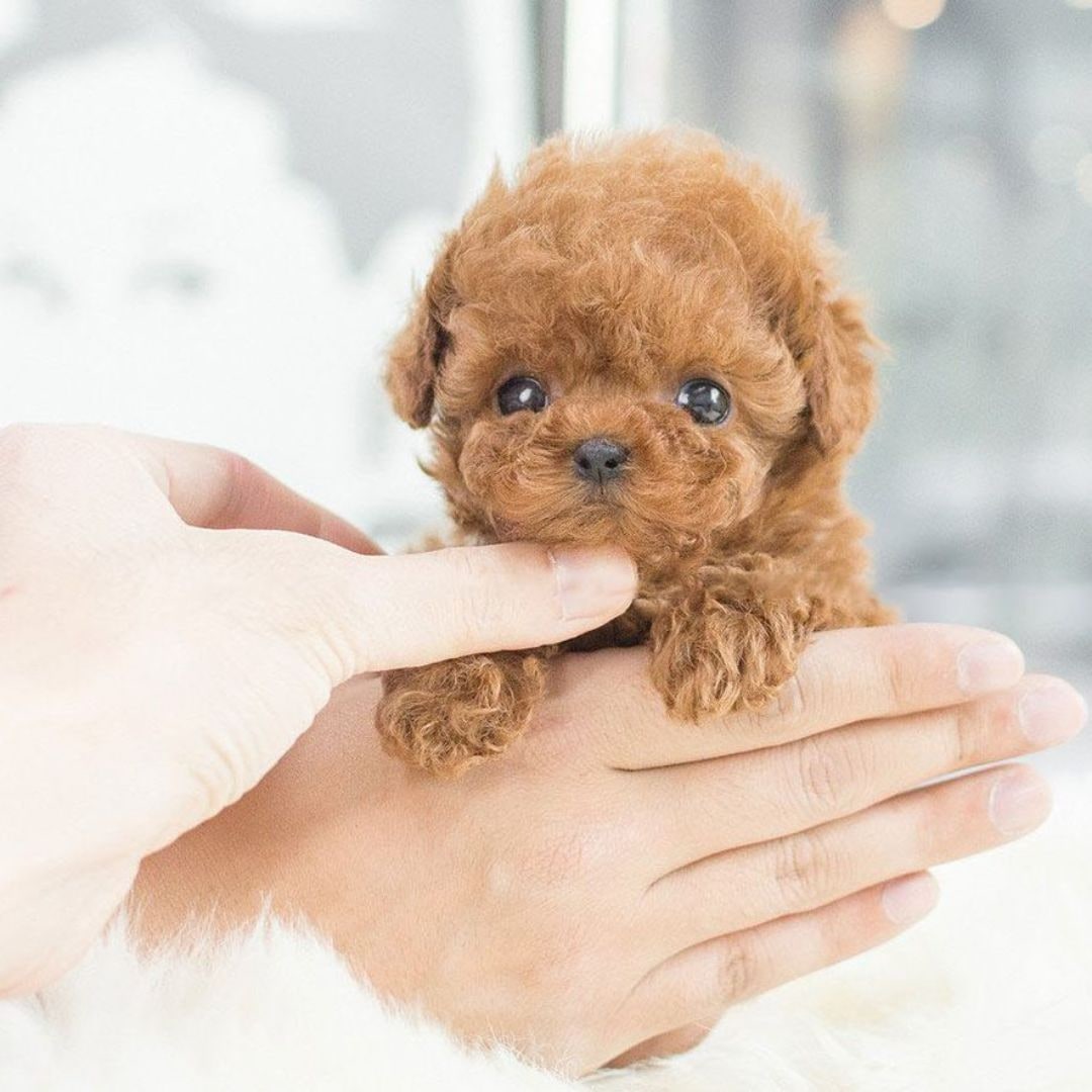 Realistic Dog Plush Puppy Toy with Walking Movements and Interactive Sounds - Image 5