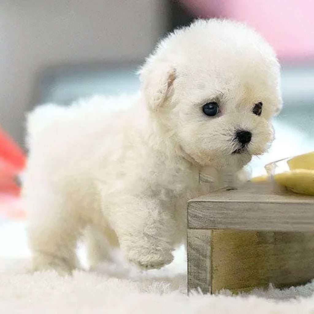 Realistic Dog Stuffed Animals with Soft Curly Fur and Plush Puppy Poodle Design - Image 2
