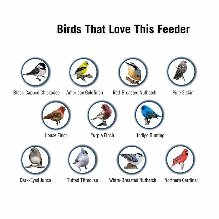 Squirrel Proof Bird Feeder with Weight Activated Spinning Perch and Hanging Tube Design - Image 6
