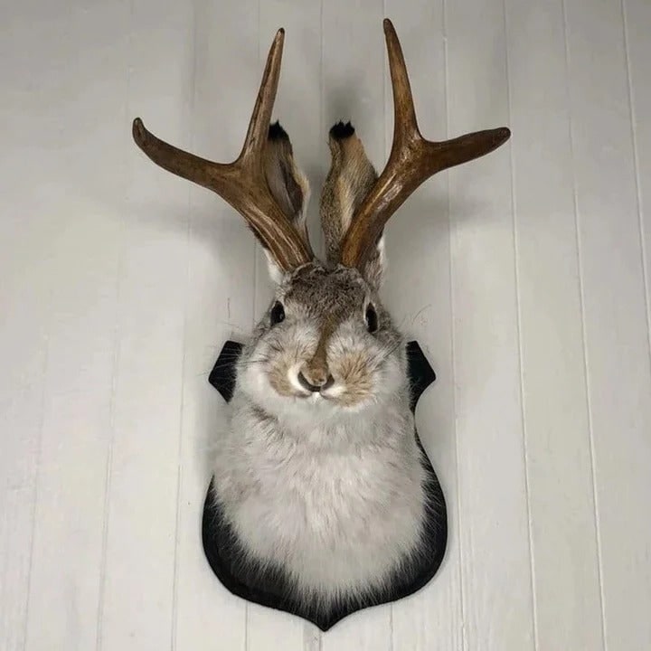 Taxidermy Jackalope Wall Mount on Wooden Plaque with Realistic Antlers - Image 1