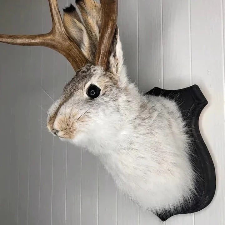 Taxidermy Jackalope Wall Mount on Wooden Plaque with Realistic Antlers - Image 2